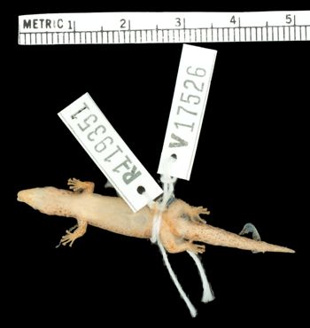 Media type: image;   Herpetology R-119351